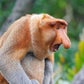 Profile image of borkus