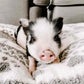 Profile image of Mister Pig & Tonks