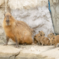 Profile image of Capybaras At Houston Zoo