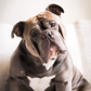 Profile image of Squish Biscuit