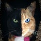 Profile image of Venus Two Face Cat