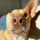 Profile image of Maggie the Wunderdog