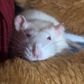 Profile image of The Jones rats