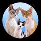 Profile image of The Rockstar Cats