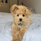 Profile image of Teddy the Duke