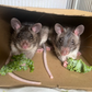 Profile image of Remy & Emillie the African Pouched Rats