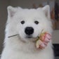 Profile image of Fluffyface Enzo