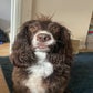 Profile image of Woody The English Cocker