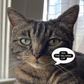 Profile image of Ted The Talking Cat