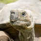 Profile image of Galàpagos Tortoise at Houston Zoo