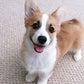 Profile image of Tofu the Corgi