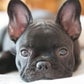 Profile image of Auggie, Teddy, & Bubba