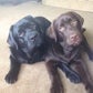 Profile image of Oliver & Charlie