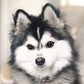 Profile image of Kiara the Pomsky
