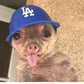 Profile image of Bruno Mars The Chihuahua