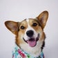 Profile image of Pavlov The Corgi