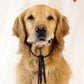 Profile image of Parker Pup