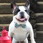Profile image of Cooper the Frenchie