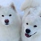 Profile image of Tinkerbelle & Meeko