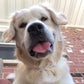 Profile image of Charlie the Golden