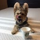 Profile image of Wicket The Morkie