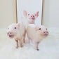 Profile image of Paris The Mini Pig