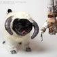 Profile image of Chubbs The Wampug