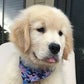 Profile image of Wallace The Golden