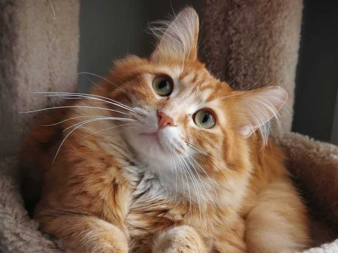 Walter the Catt
