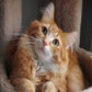 Profile image of Walter the Catt