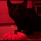 Profile image of Waffles The Bootiful black cat