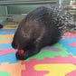 Profile image of Bintu the African Crested Porcupine