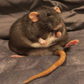 Profile image of Petrie the Rat