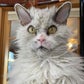 Profile image of Pompous Albert