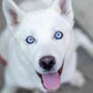 Profile image of Fenix ‘Happy dog’ Lumiere