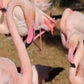 Profile image of Flamingos