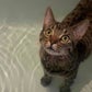 Profile image of Breeze the Bath Cat (joellbaby on TikTok)