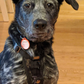 Profile image of Wheatley the Blue Heeler