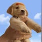 Profile image of Eli Hachiko
