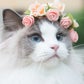 Profile image of Princess Aurora
