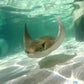 Profile image of Barrel Boy the Stingray