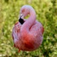 Profile image of Flamingos at BREC’s Baton Rouge Zoo
