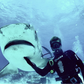 Profile image of Shark Shoutout