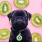 Profile image of Kiwi Bug The Pug
