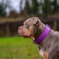 Profile image of GUNNER THE STUNNER