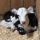 Profile image of farmgrrrrl