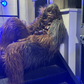 Profile image of Chewbacca