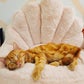 Profile image of Butters the CH Kitten