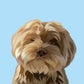 Profile image of Kody the Shihpoo
