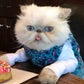 Profile image of Shelby - Cat Personality